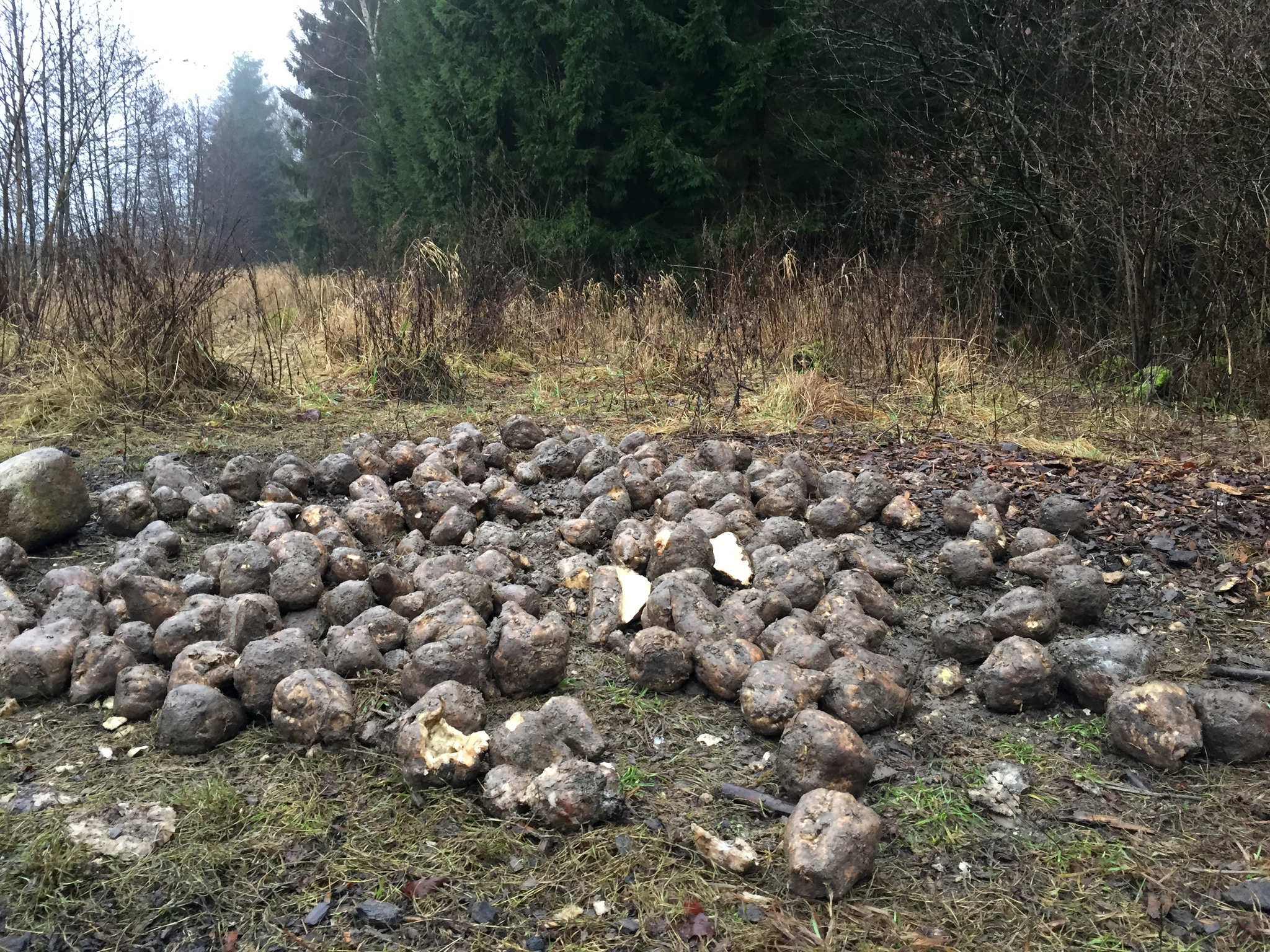 Den i Sverige nyupptäckta skadegöraren rotgallnematoder innebär stora bekymmer vid odling av potatis och morötter. Jordbruksverket varnar för att den kan spridas till nya områden med sockerbetor som läggs ut som viltfoder.