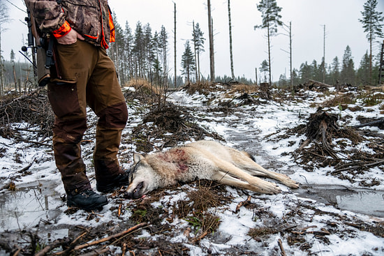 Länsstyrelsen i Gävleborgs län beslutar om licensjakt på varg i reviret Skrottmyren.