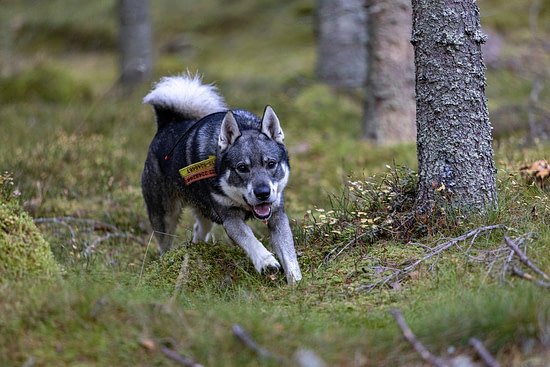 Jämthunden är inte bara den populäraste renodlade jakthundsrasen i Sverige, den ligger också på fjärde plats på listan över landets mest populära raser totalt, efter labrador, golden och schäfer.