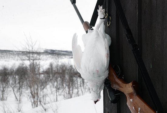 Jakthundsklubbar och jägarföreningar i Norrbotten är starkt kritiska till länsstyrelsen. Anledningen är att länsstyrelsen är negativ till att regeringen vill ge svenska jägare förtur till fjälljakten. Foto: Lars-Henrik Andersson