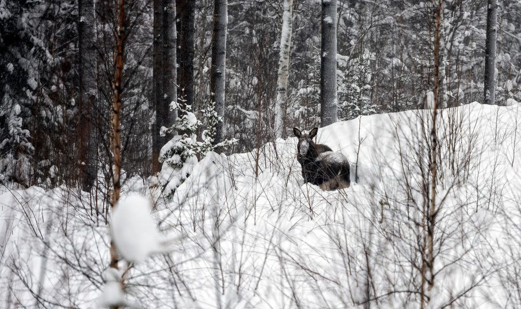 Med hjälp av skidor ska Holmen skog nu ut och jaga älgkor och deras kalvar i meterdjup snö.