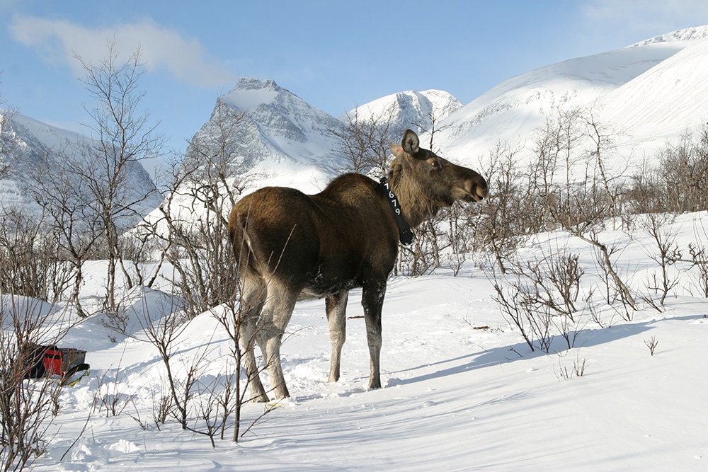Forskningsprojektet med GPS-märkta älgar i Norrbotten har redan fått följdverkningar för älgförvaltningen i vissa områden. Foto: Eric Andersson