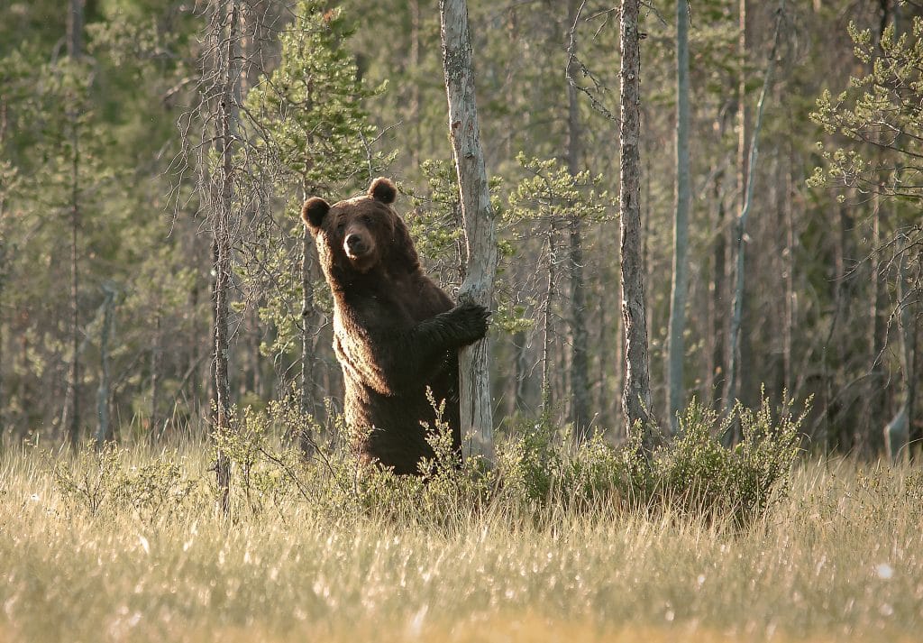 Trots att björnarna skulle bli färre har björnarna tvärt om blivit fler i såväl Dalarna som Gävleborg.