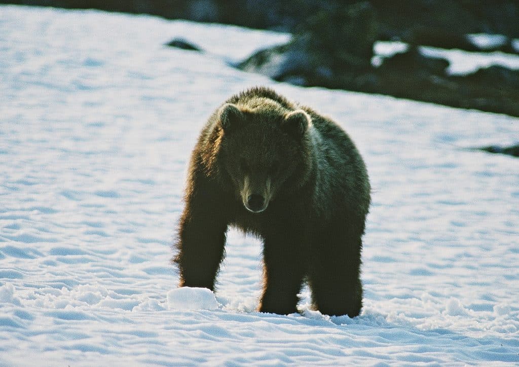 Just nu pågår en omfattande skyddsjakt på björn i Norrbotten. Foto: Kenneth Johansson