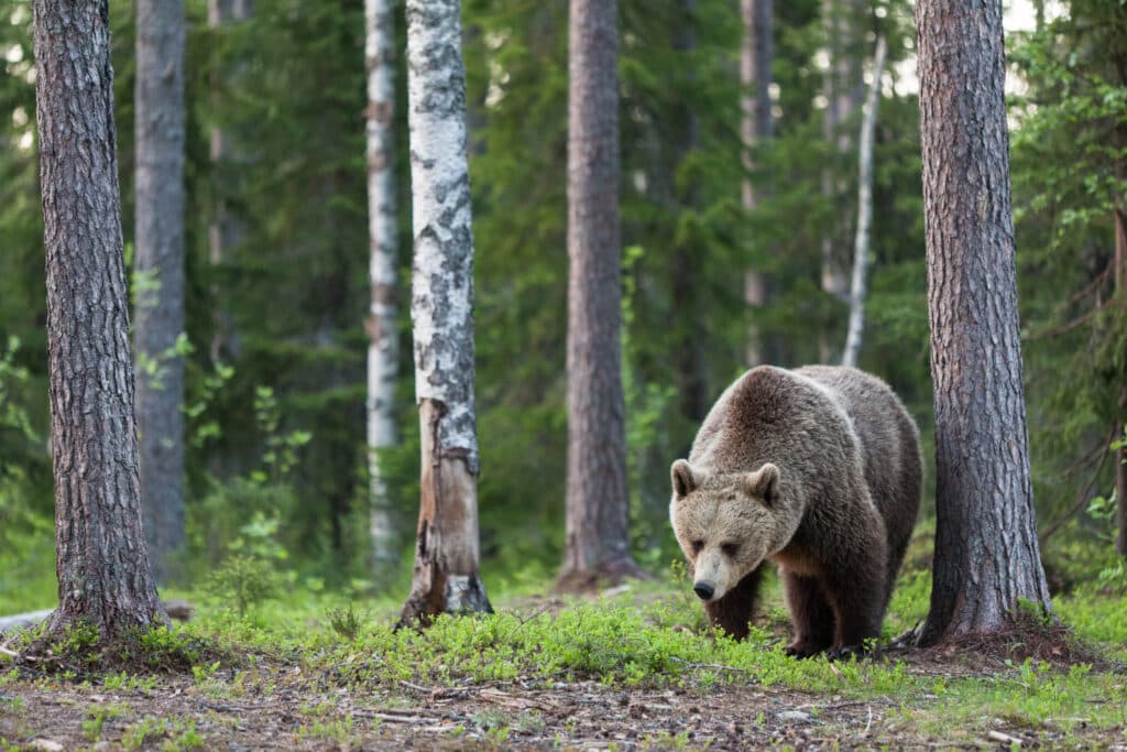 Det blir en rekordstor björnjakt i Västerbottens län i höst.