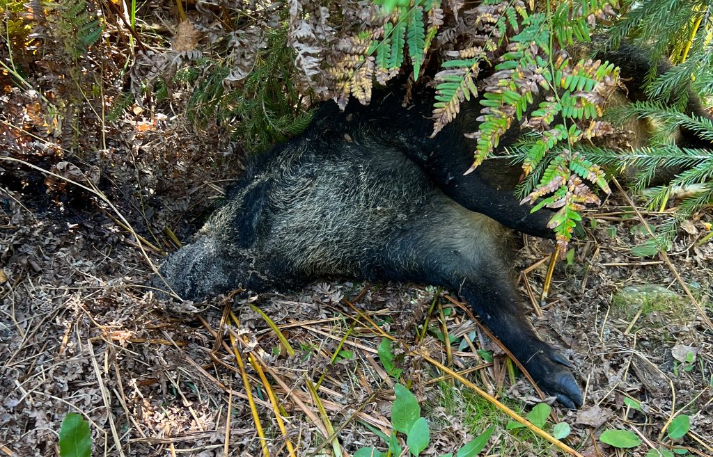 Ett vildsvin som under helgen hittades dött under sökandet i Fagerstaskogarna.