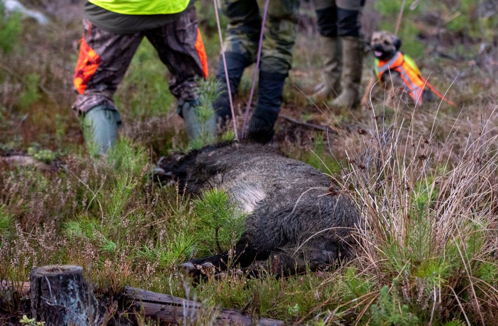 Med flera långtgående förslag vill LRF att den svenska vildsvinsstammen skjuts ner med 90 procent.