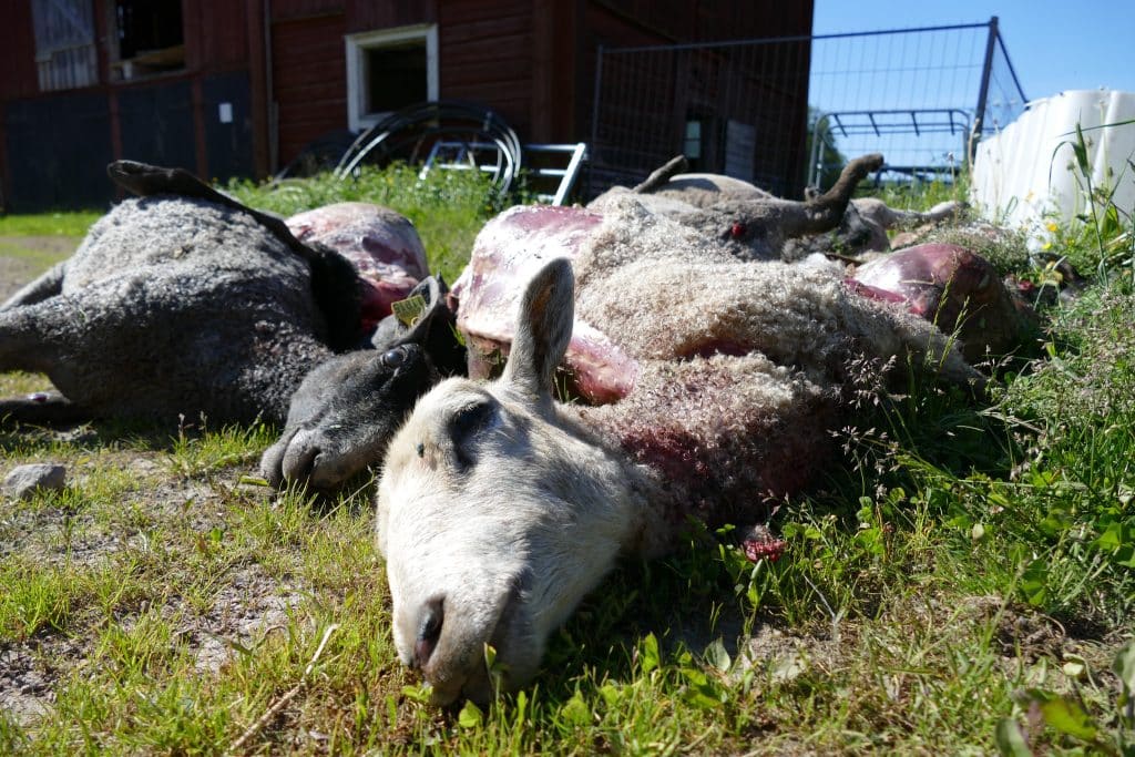 De senaste månaderna har en mängd vargangrepp på får förekommit i Skåne.