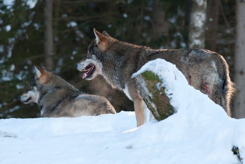 När jakten avbröts av länsstyrelsen fanns det två-tre vargar kvar i såten.