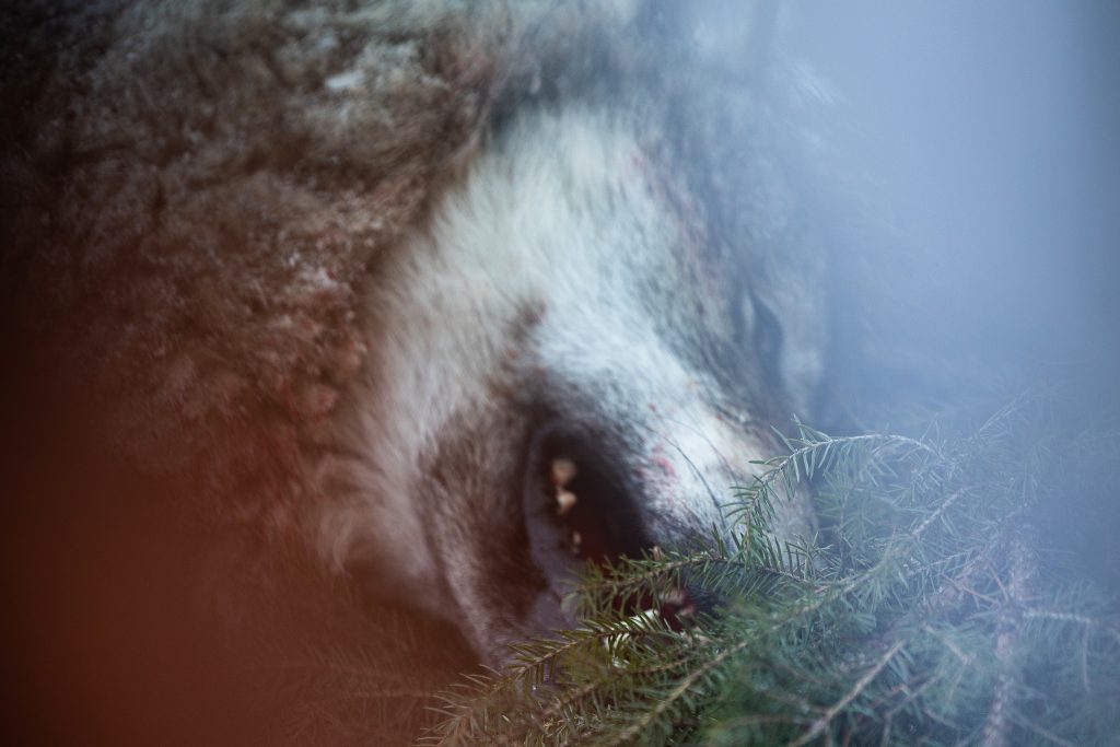 Jägarna i Sörmland har trots ovanan varit effektiva och har så här långt fällt tre av sex tilldelade vargar i Grytenreviret.