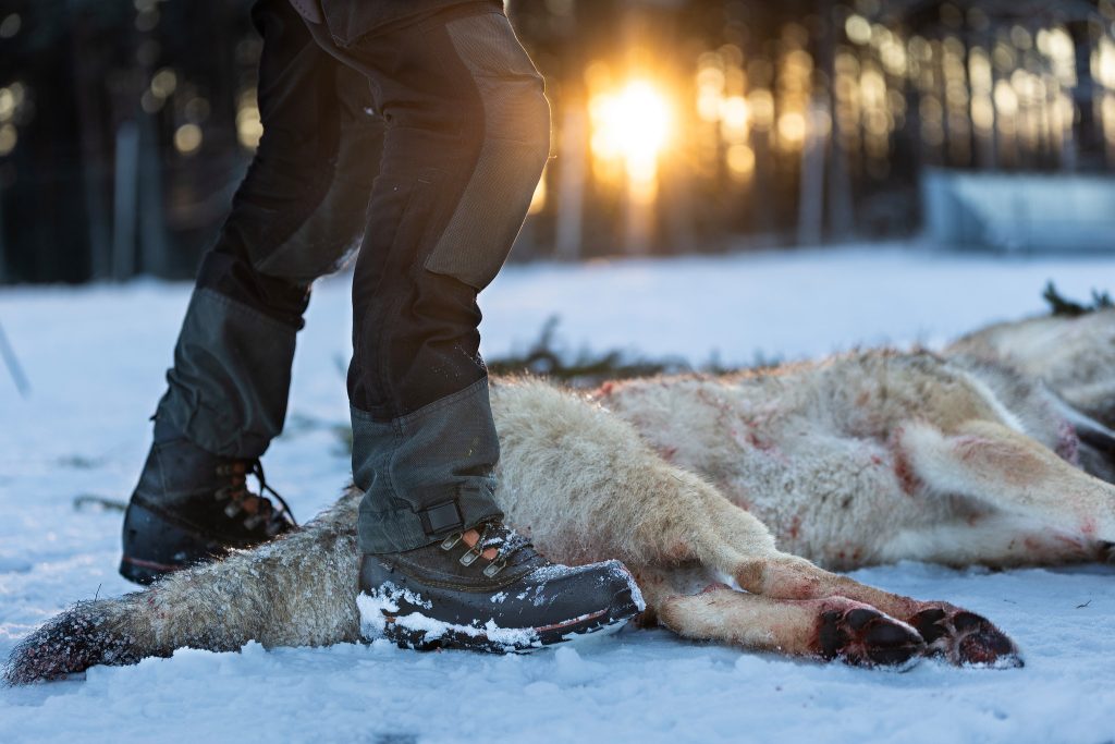 Här rapporterar Svensk Jakt löpande från licensjakten på varg. Foto: Kristoffer Pettersson