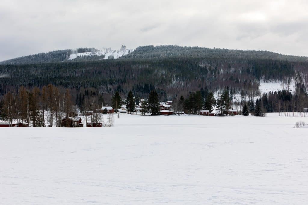 Det finns en risk att vargproblemen kan komma att fortsätta i byarna runt Kilafors i Hälsingland. Foto: Olle Olsson