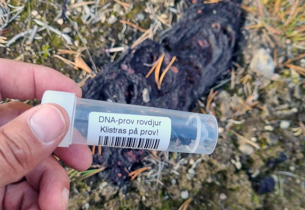 Dags för inventering av björnspillning i Västerbotten