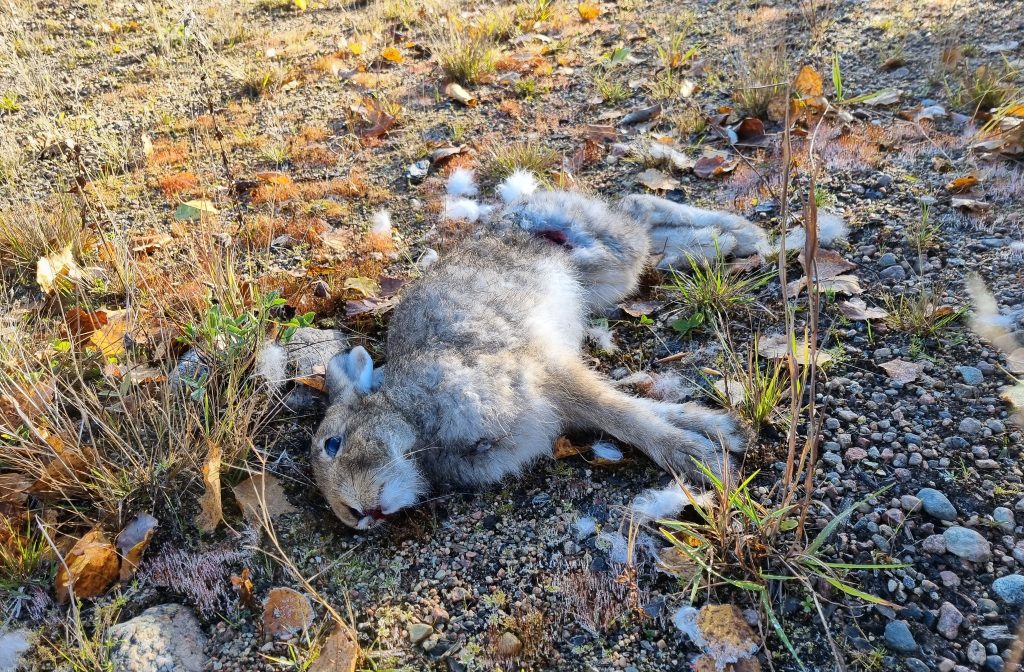 Länsstyrelse varnar för harpest