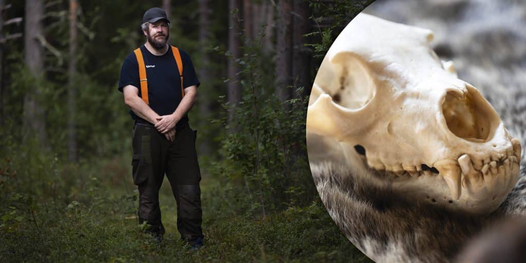 Ett år efter allvarliga olyckan – Pär är återigen på björnjakt