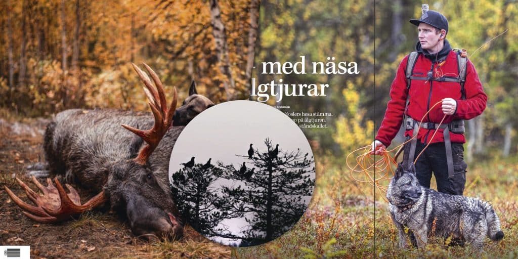 Svensk Jakt nr 9: Älgjakt