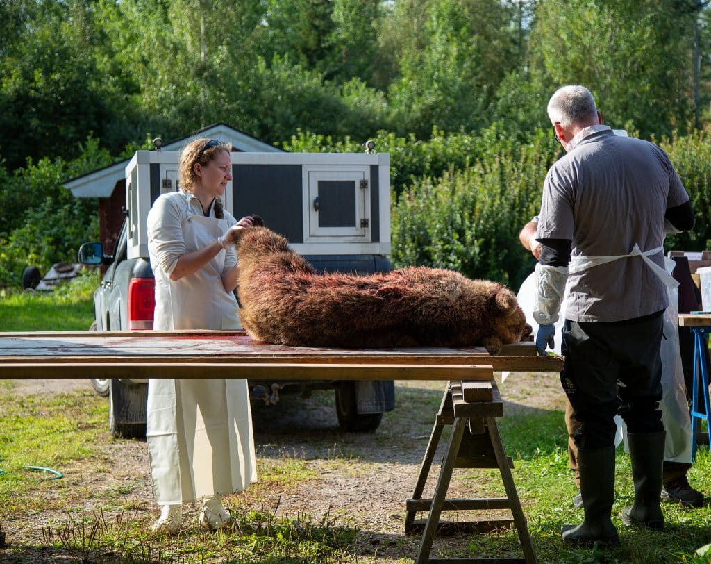 Naturvårdsverket vill förenkla provtagningen av fällda rovdjur