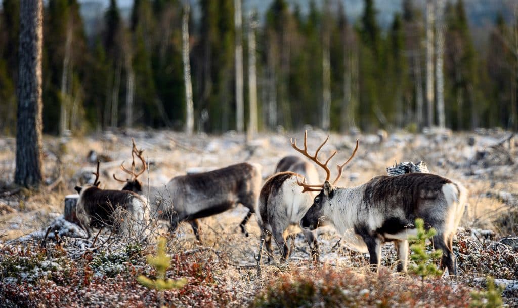 ”Men samernas renar måste vi stå ut med”