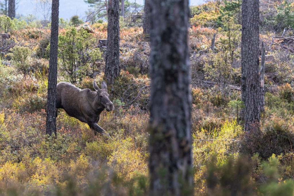 ”Älgstammen har bara blivit sämre”