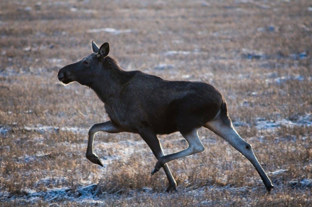 Potatisutfodrade älgar käkar gran
