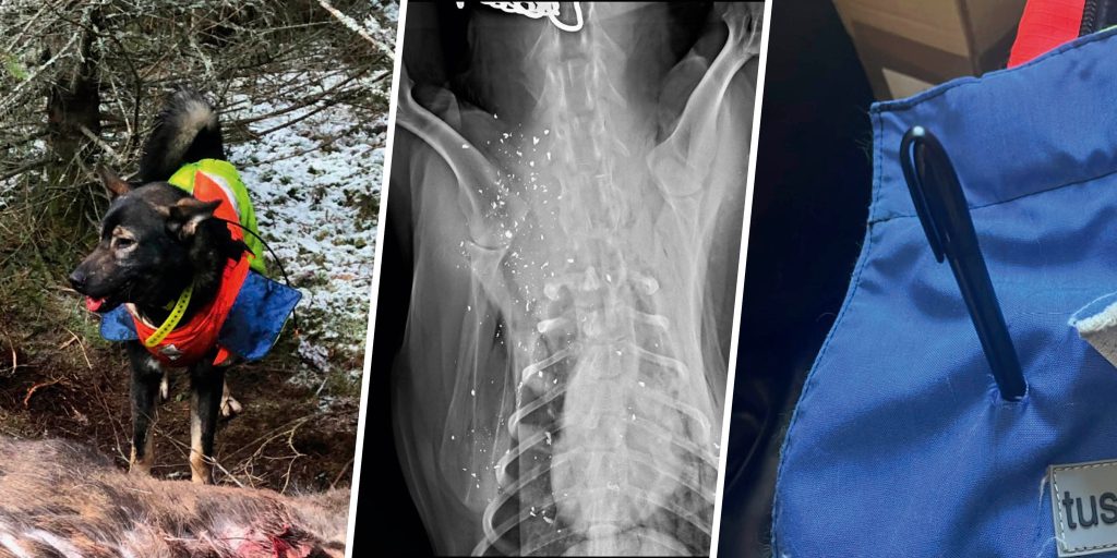 Eftersök i mörker slutade i katastrof – hundägare förbannar termiska sikten