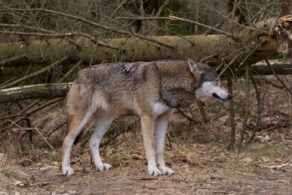 Skyddsjakt på en varg i Östergötland förlängs