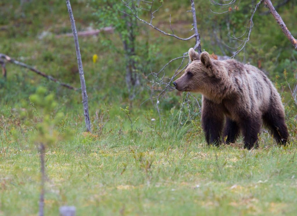 Fortsatt snabb avskjutning i björnjakten