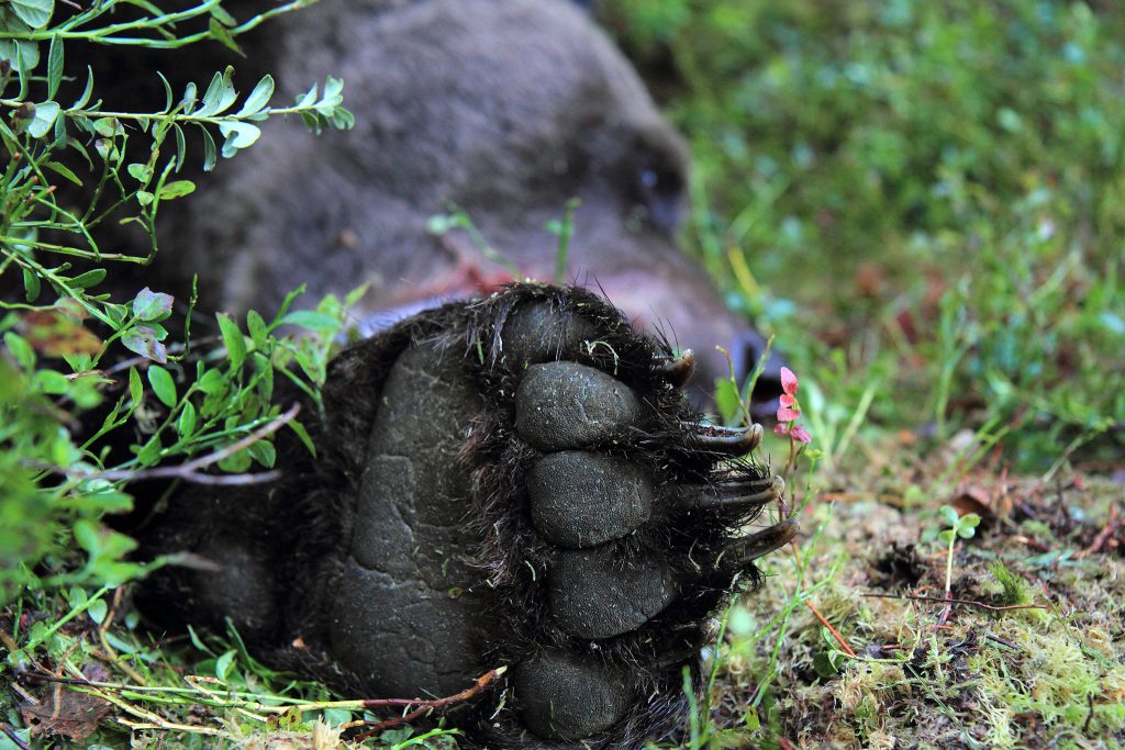 Flera områden avlysta under årets björnjakt