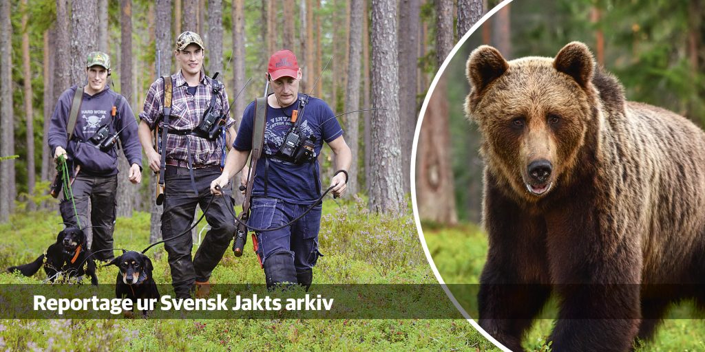 Historiskt reportage: Häng med på spännande björnjakt