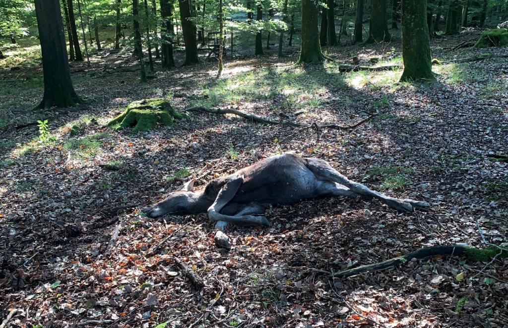 Döms att betala 22 500 för skott mot älg