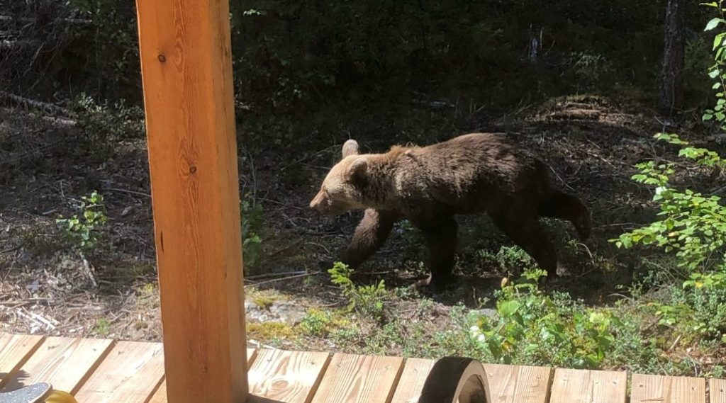 Närkontakt med björn i villaområde