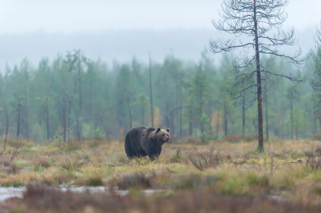 Därför valde domstol att avslå Jaktkritikernas överklagan av björnjakten