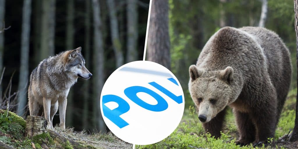 Björnjakt, poliser och varg – här är veckans nyheter