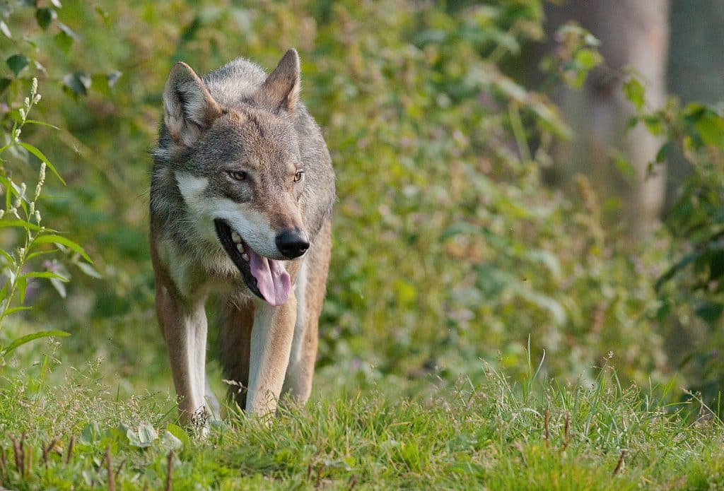 Länsstyrelsen i Östergötland vill skjuta skadegörande varg