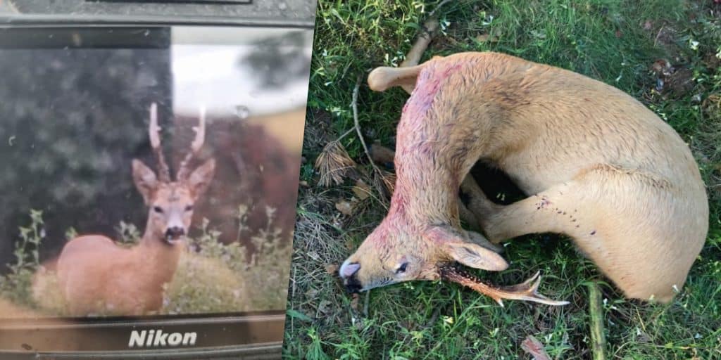 Två danskar misstänkts för grovt jaktbrott i nordöstra Skåne