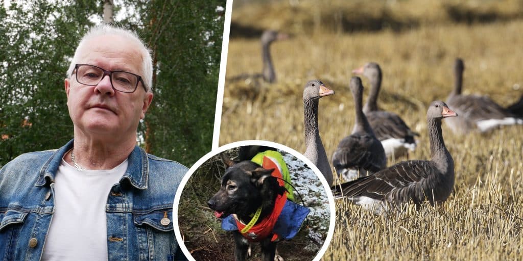 Veckans nyheter: Skadeskjuten hund, jägare drabbas av harpest och så tar du tillvara på den fällda gåsen