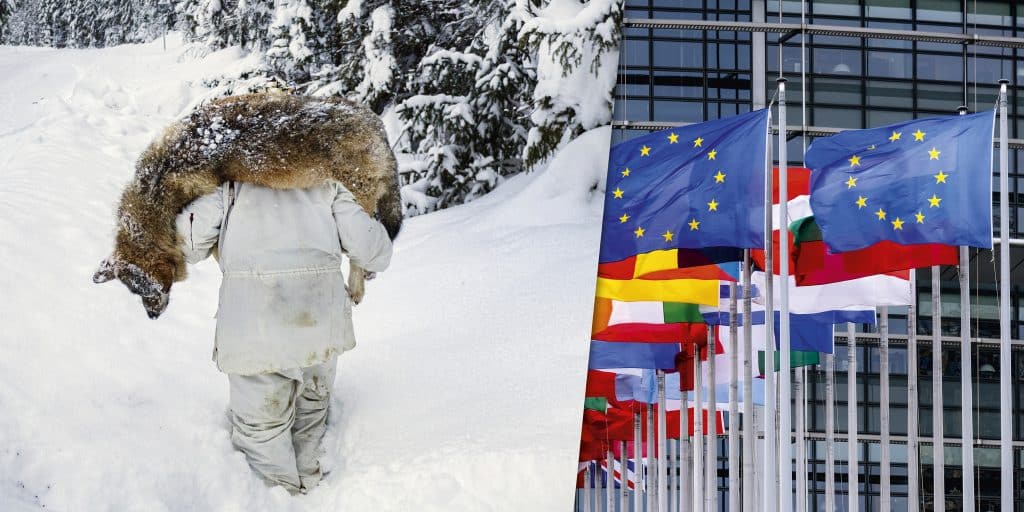 Därför vände EU-länderna i vargfrågan – så röstade de