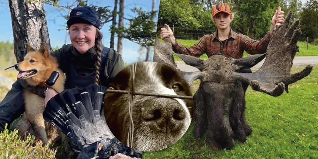 Veckans nyheter: En fin trofé vid första jakten, duktiga skyttar och chips till vildsvin