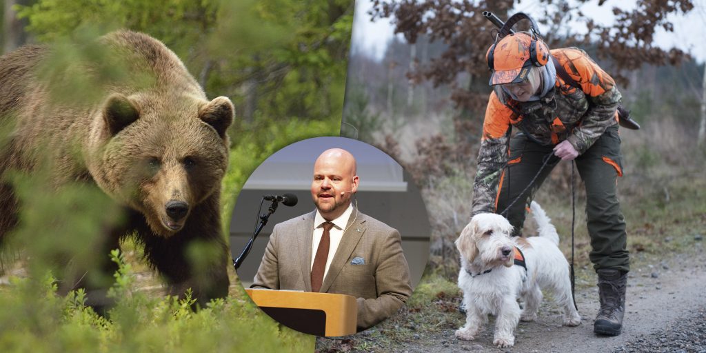 Björnjakt, vargar och fler kvinnliga jägare – här är veckans nyheter