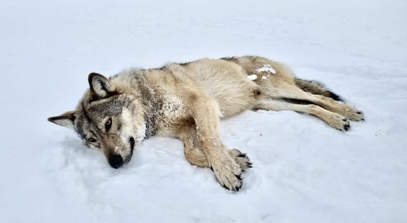 Invandrad varg har etablerat revir i Dalarna – två vargar i området
