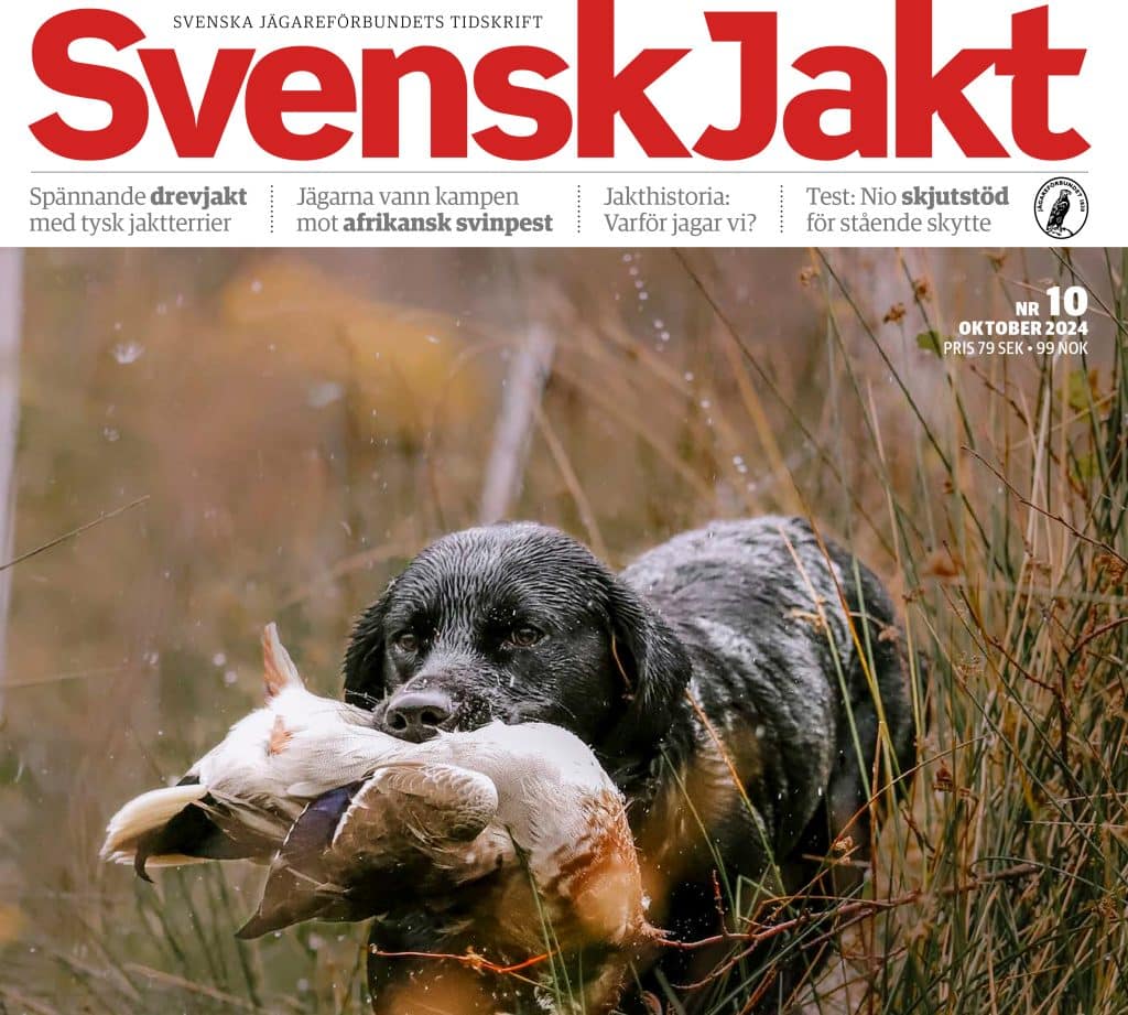 Svensk Jakt nummer 10: Äntligen drevjakt!