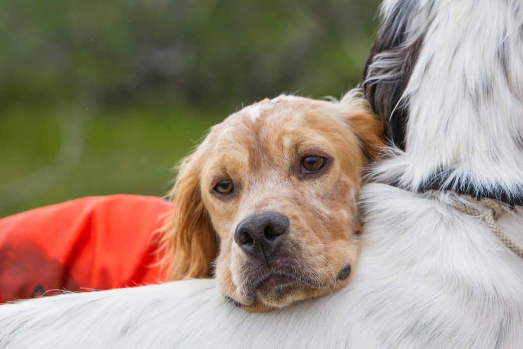 Dyra veterinärbesök – forskare vill ge mer transparens