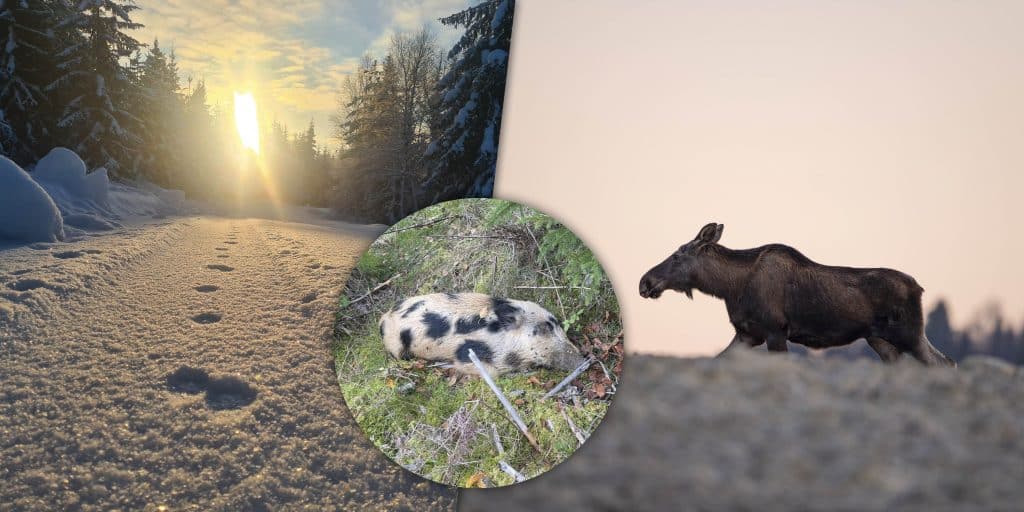 Veckans nyheter: Ett år efter utbrottet, vargjakt och uppror