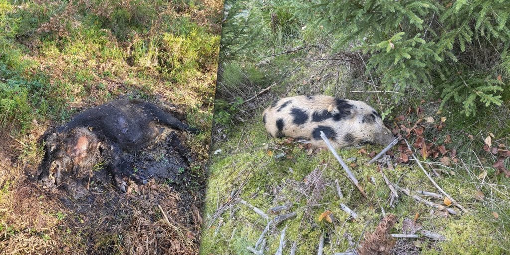 Ett år efter utbrottet av svinpest ansöker Jordbruksverket om friförklaring