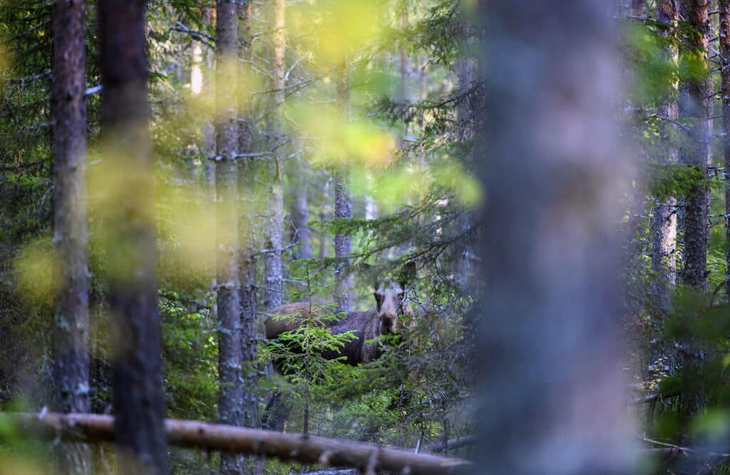 Skogsbolag får rätt i förvaltningsrätten – får flytta älgjaktområde