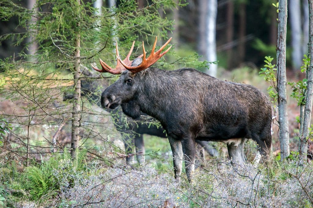 Jägareförbundet Blekinge kritiska till rapport om länets älgtäthet