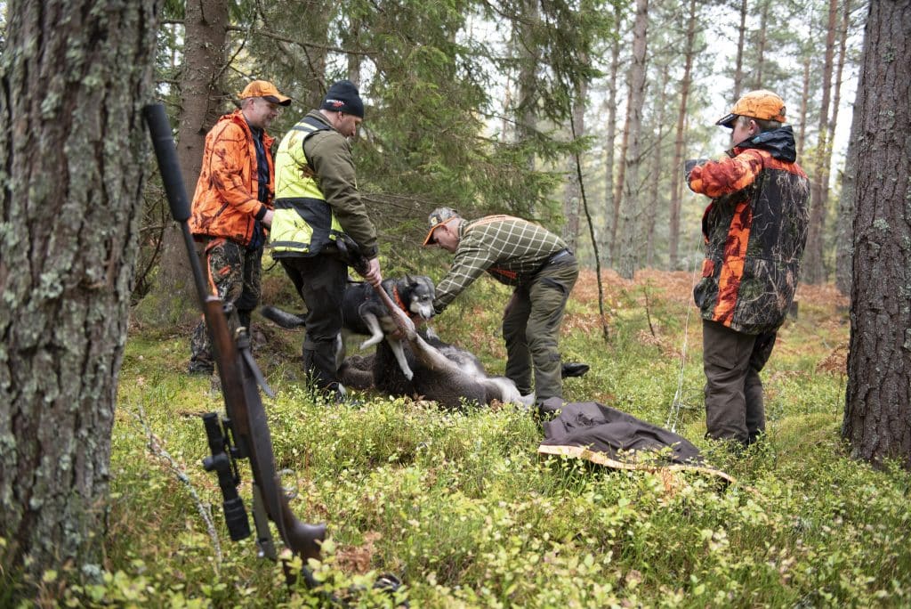 ”Myndigheter och skogsbolag borde skämmas för vad som händer med älgen”