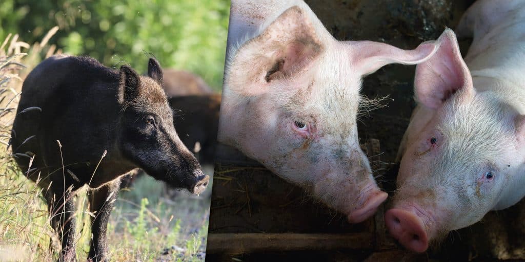 Avhandling: Många vildsvin ökar risken för sjukdomar hos tamgris