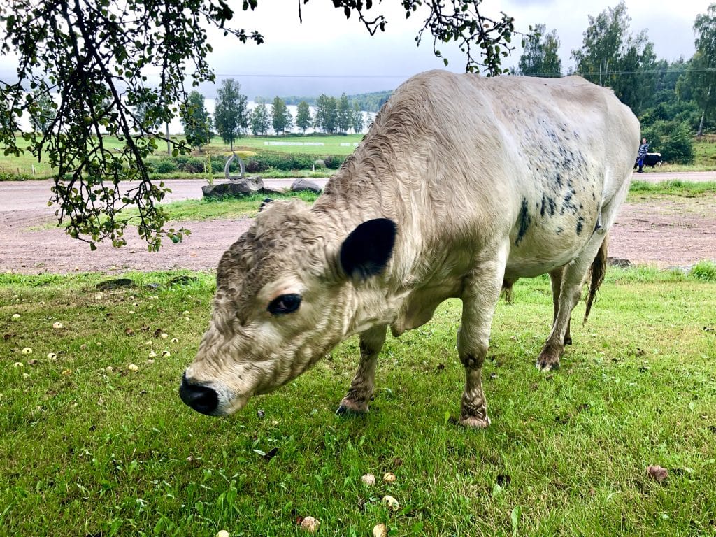 Flera fall av blåtunga i södra Sverige
