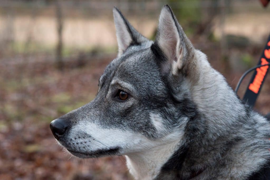 Domstol: Jämthund måste jaga älg i koppel